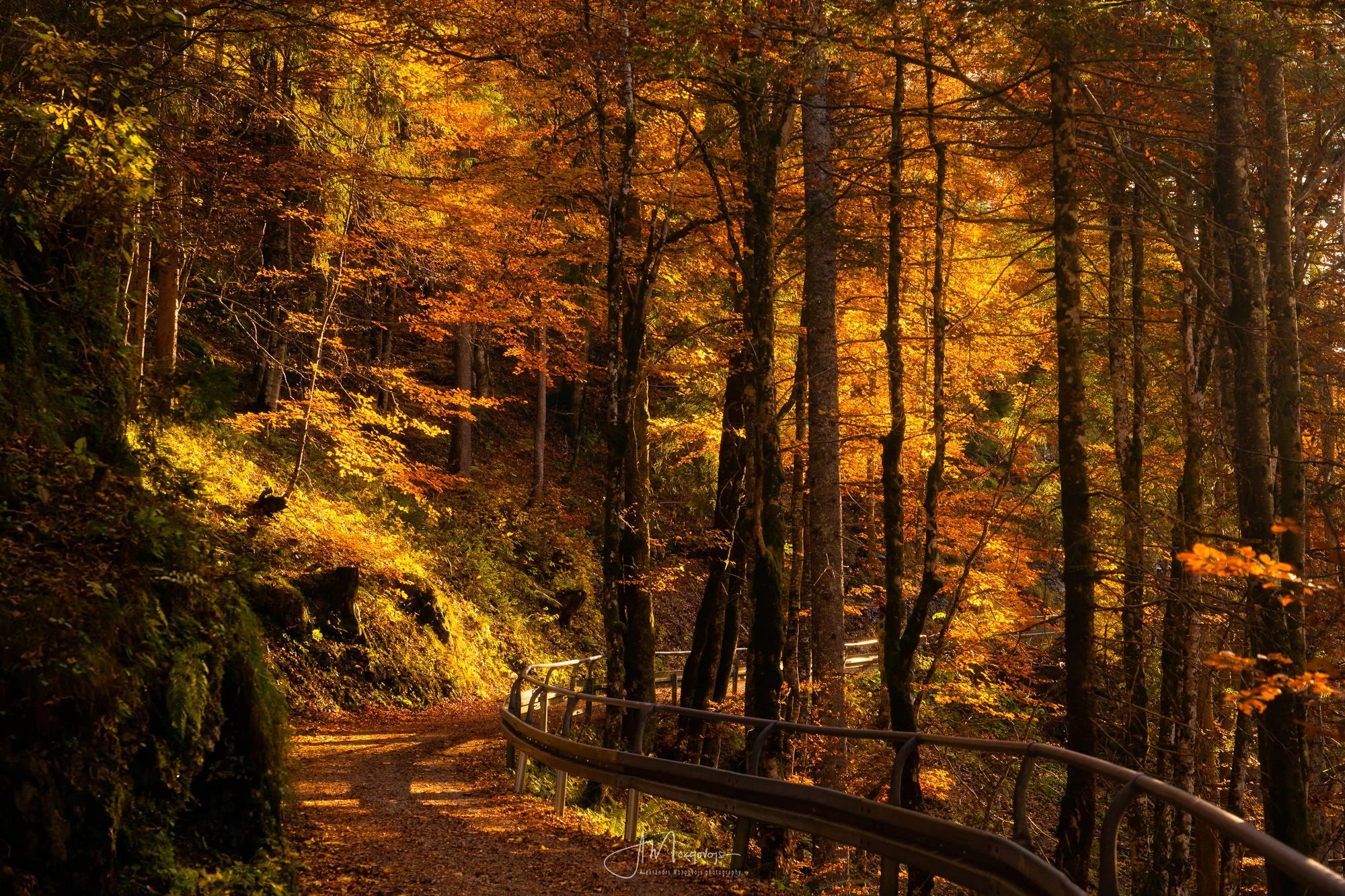 A path leading Into the forest