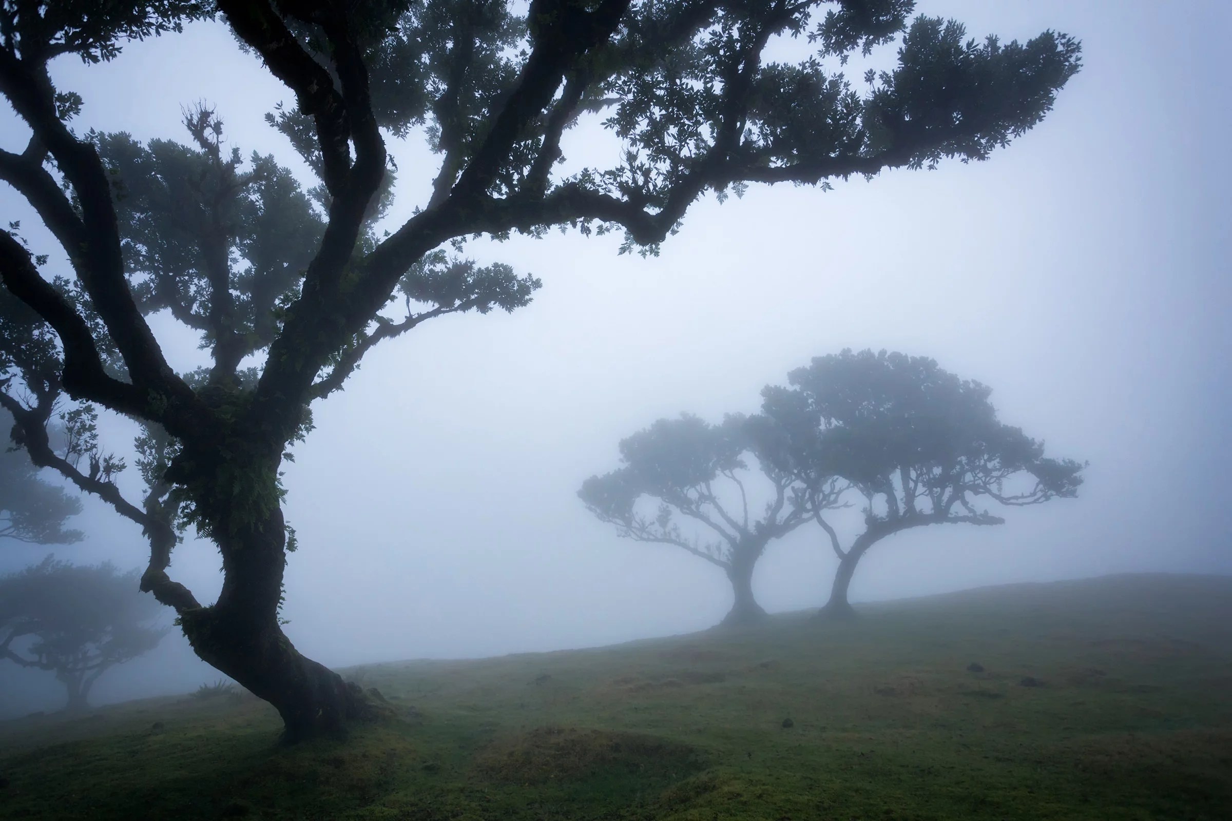 Fañal forest in Madeira covered in mist