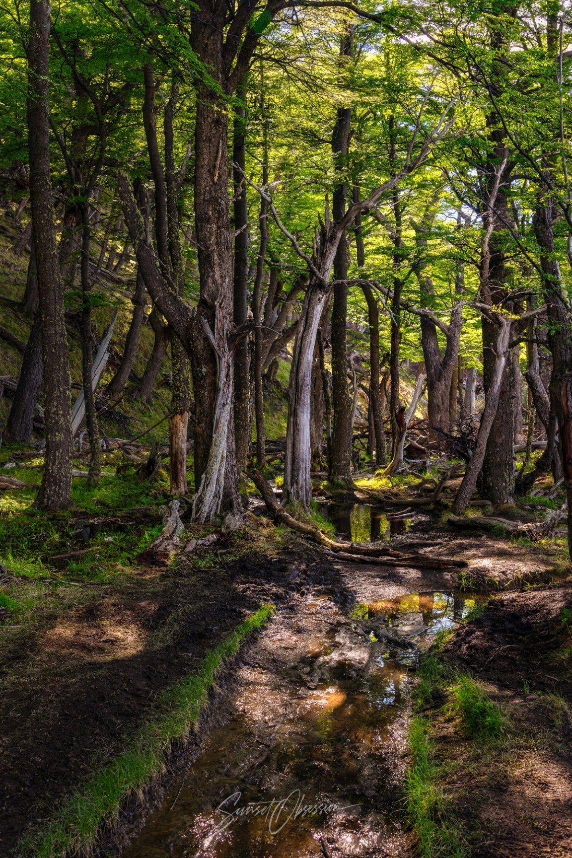 The flooded and muddy section of the hike to Laguna Torre