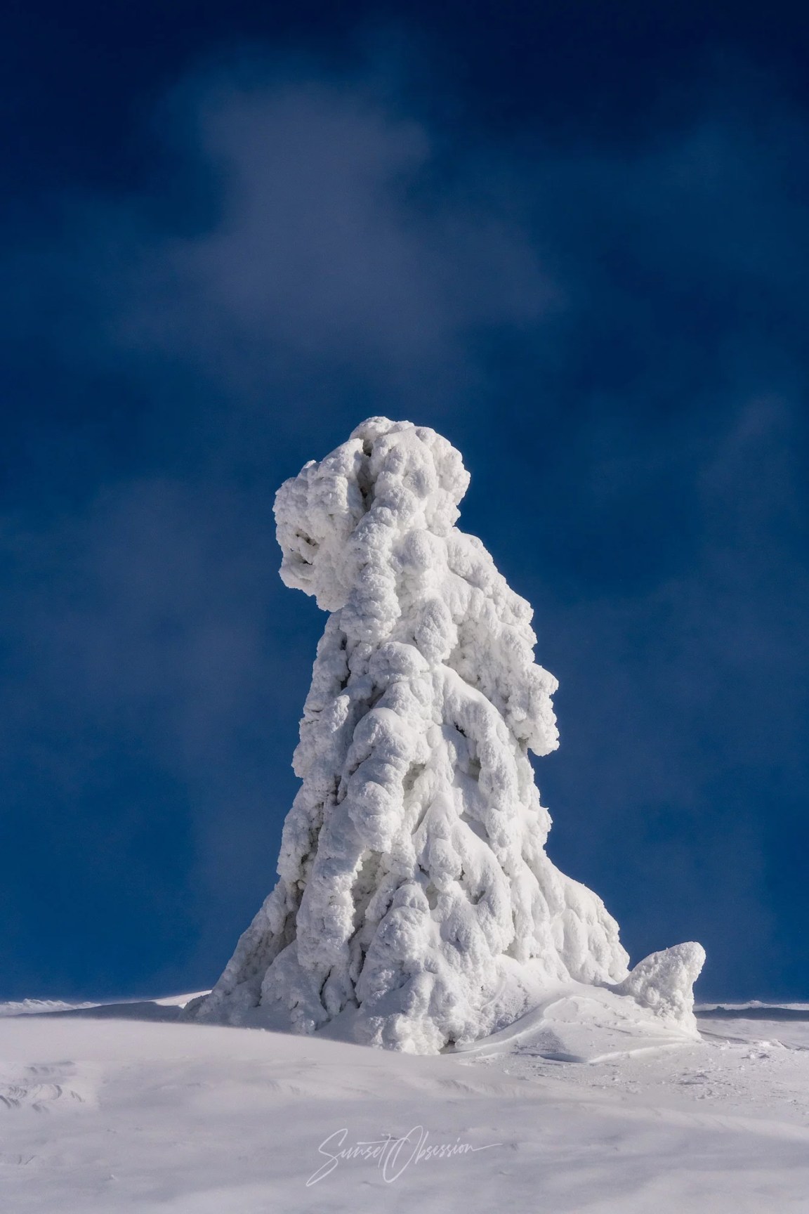 Frozen tree on Feldberg in the Black Forest, southern Germany
