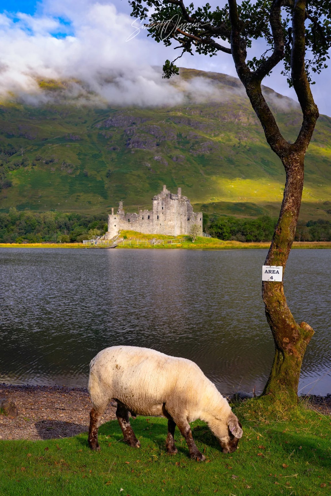 A lonely sheep at Kilchurn Castle