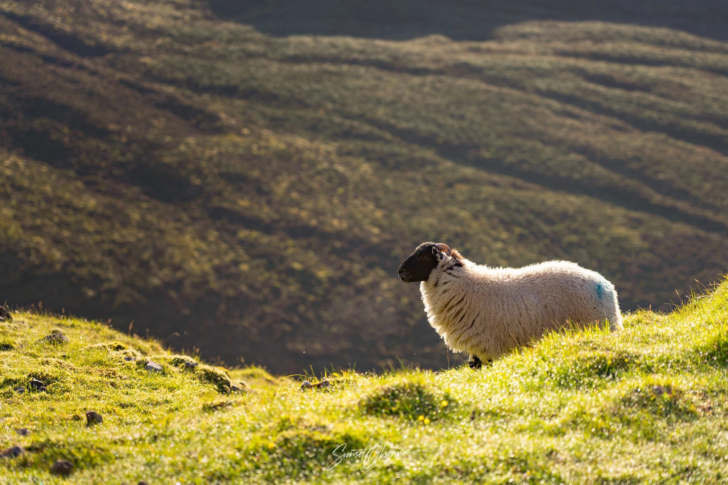 Sheep are a common sight on the Isle of Skye and sometimes, they would even pose for you