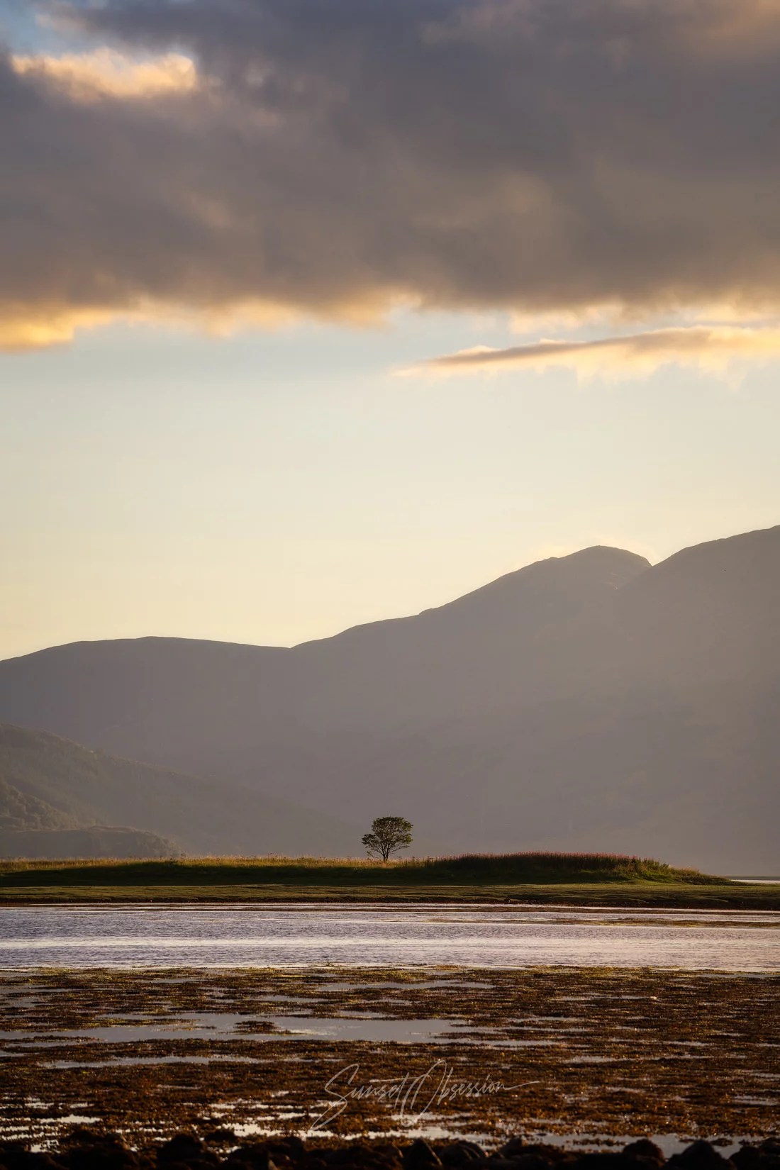 A lonely tree in Scotland