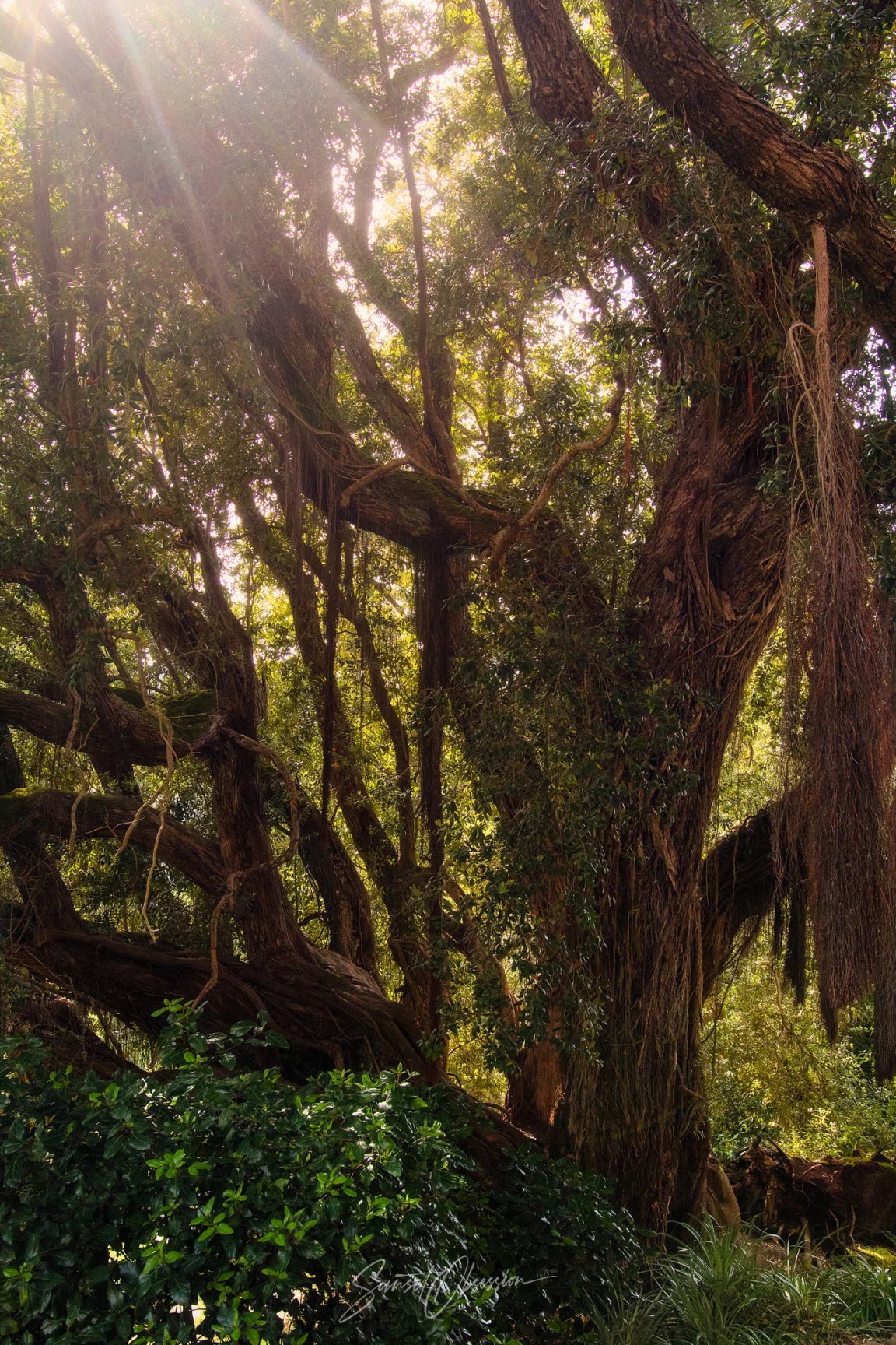 Evening light in the Monserrate gardens, Sintra