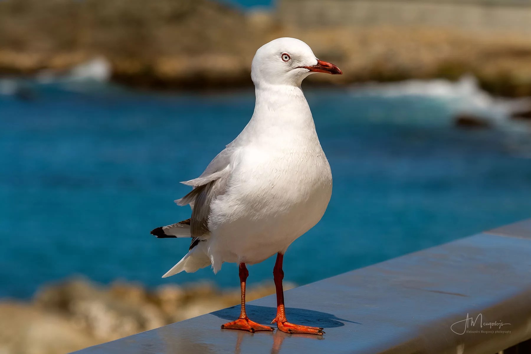 Sea Bird at Ohau Point Look Out
