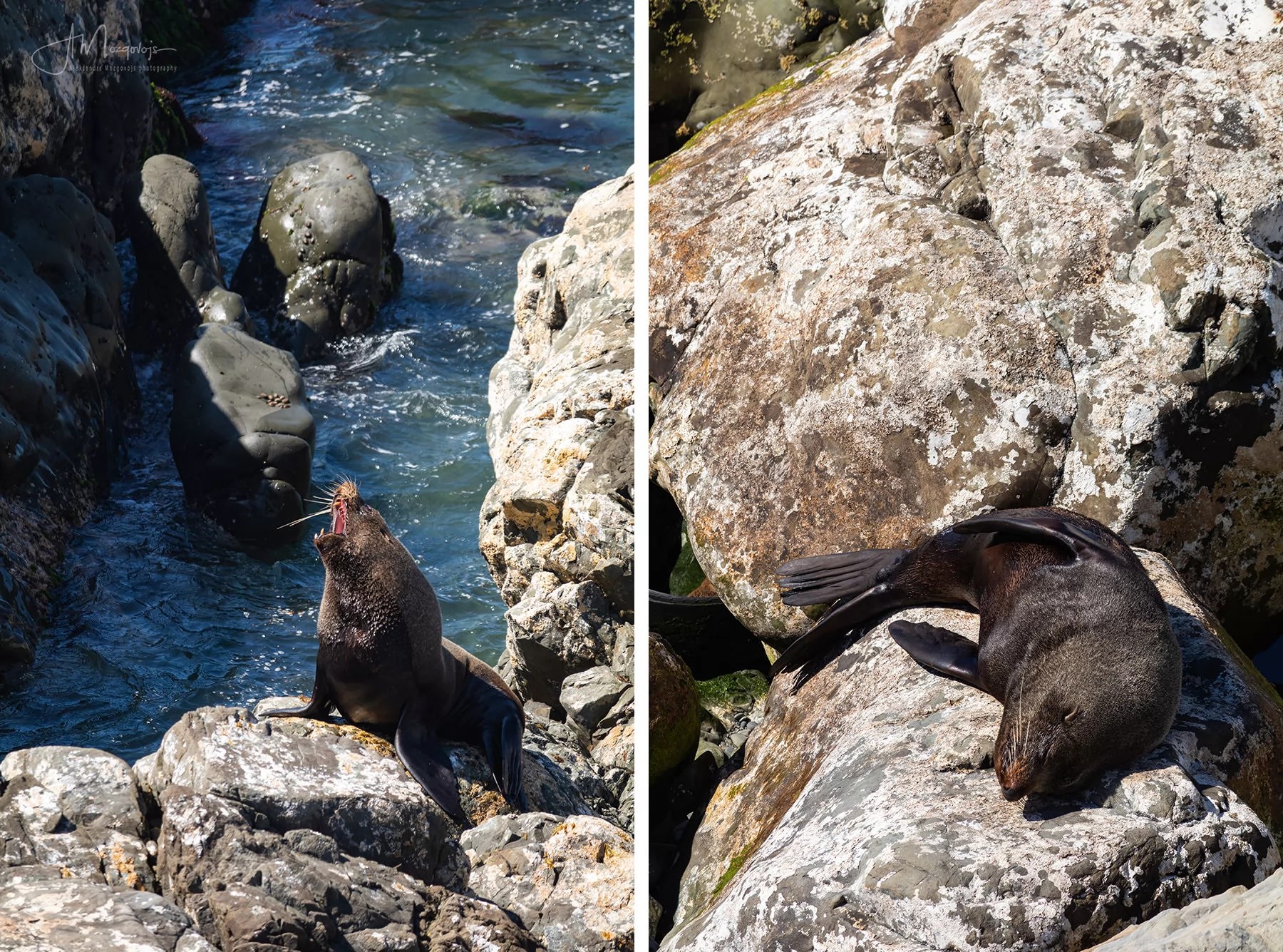 Fur seals having fun at Ohau Point Look Out