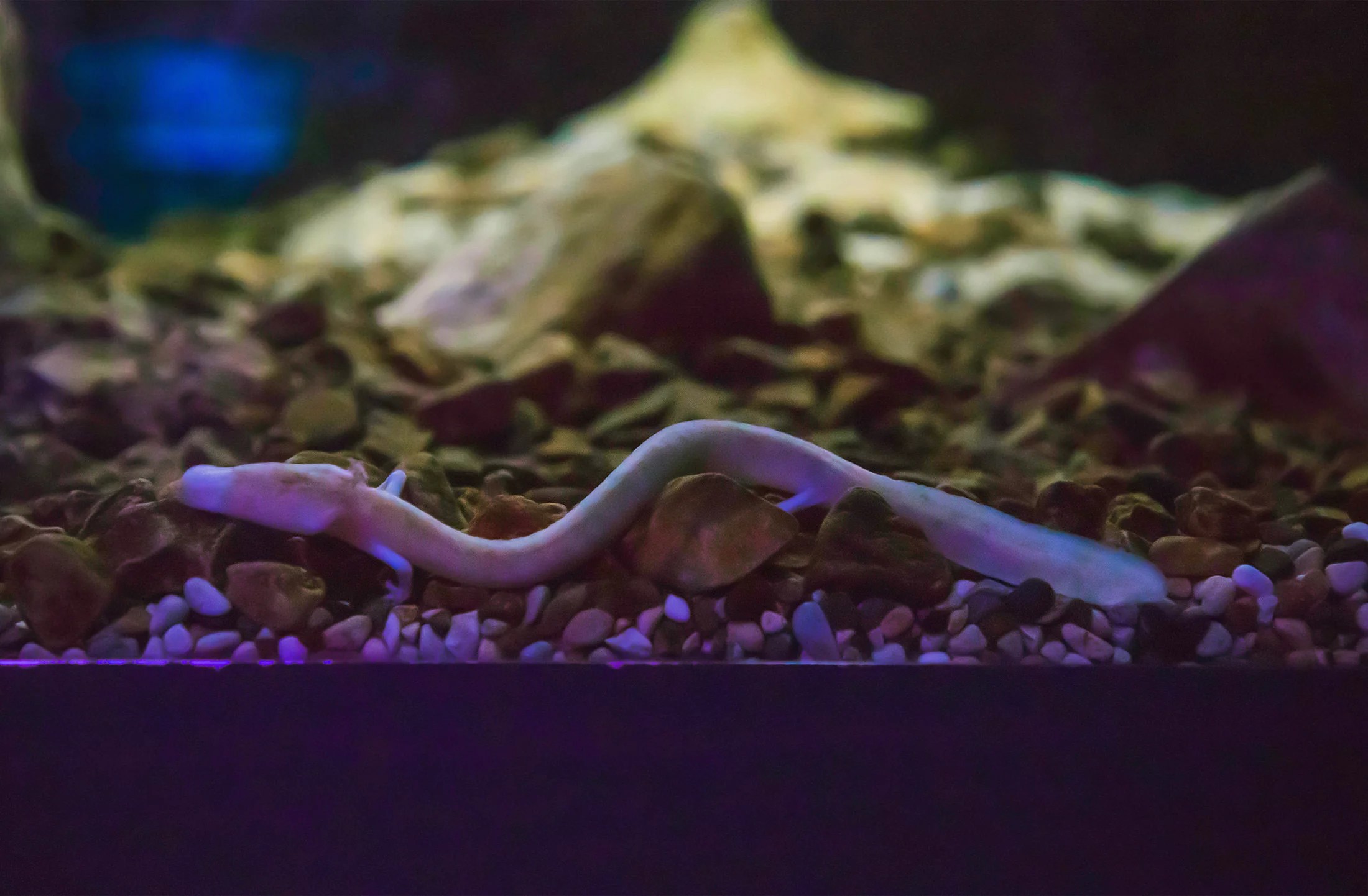 The "Dragon" of Postojna Cave