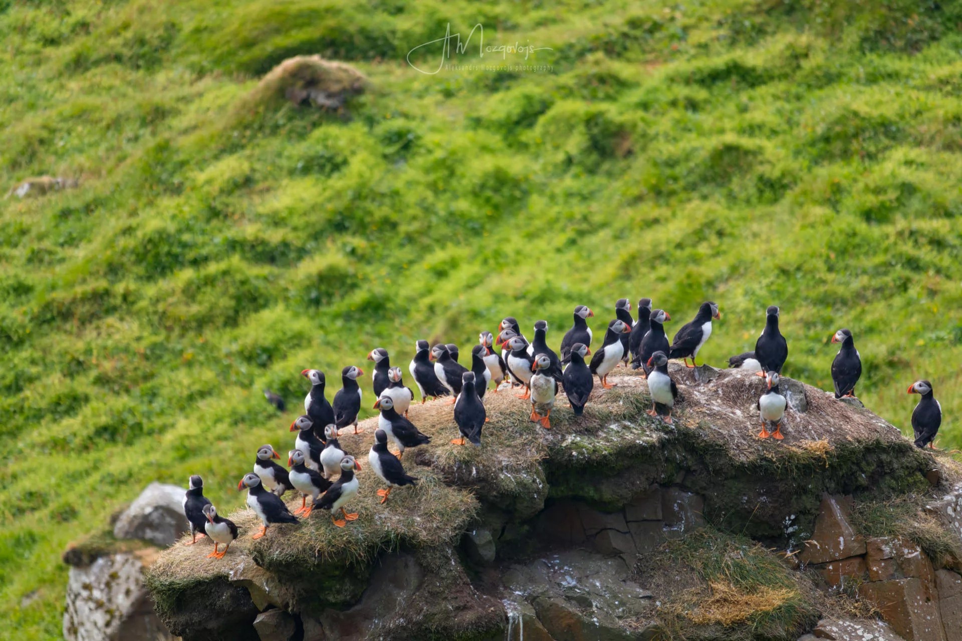 Puffins occupying a rock on the island of Mykines, Faroe Islands