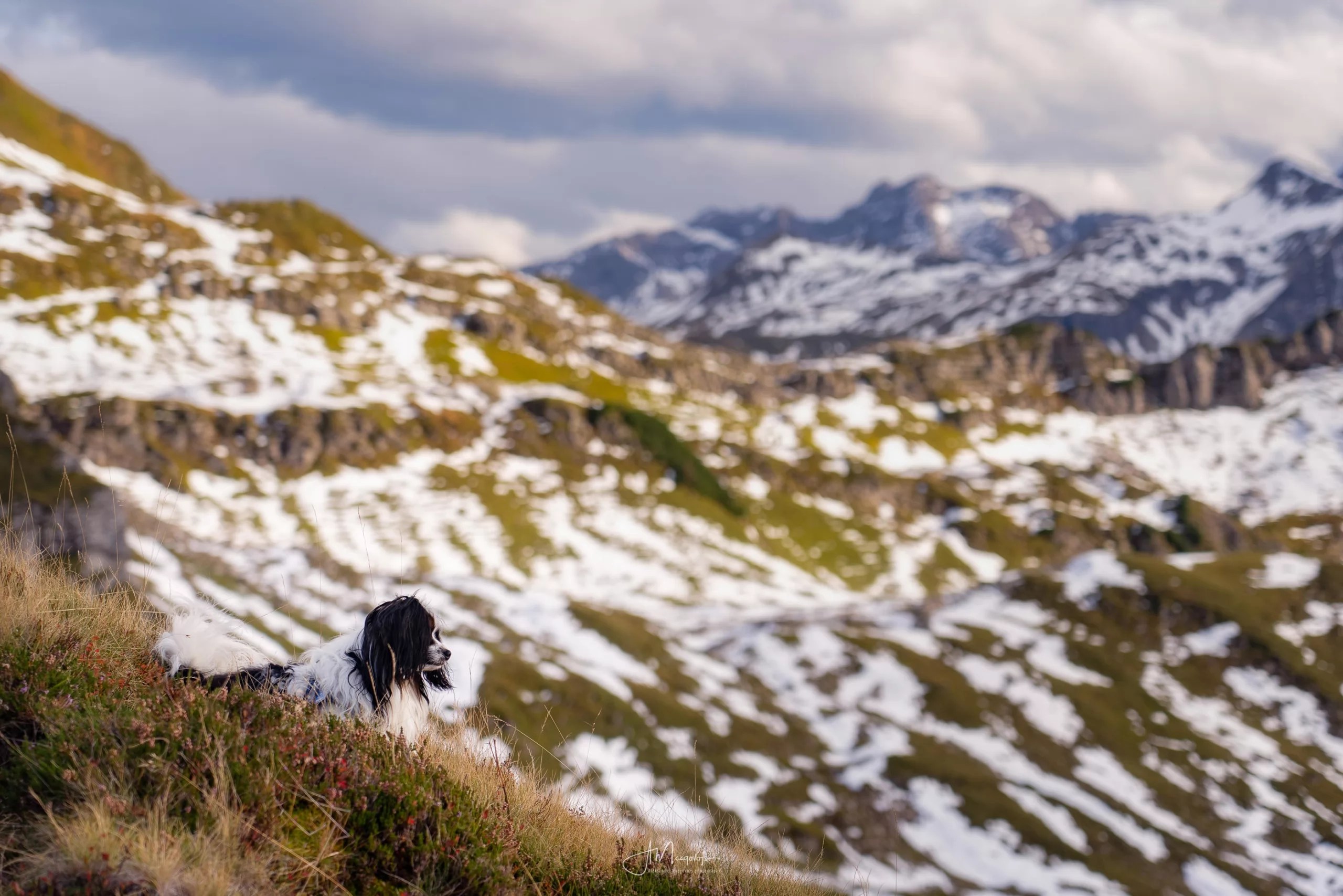 My dog Rocky enjoying the view of lake Seealpsee