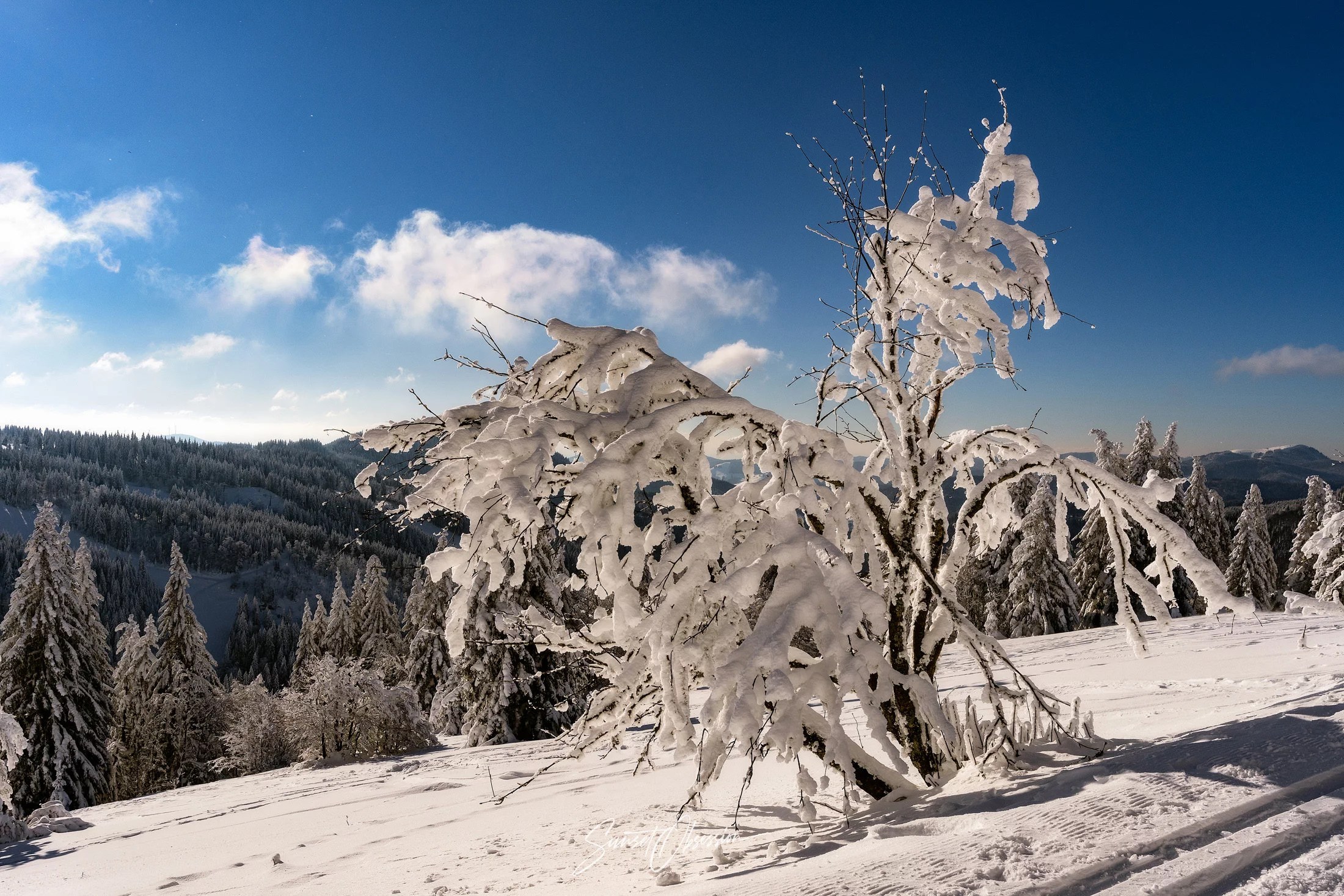 Snowy Landscape in the Black Forest
