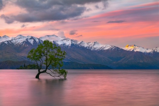 That Wanaka Tree