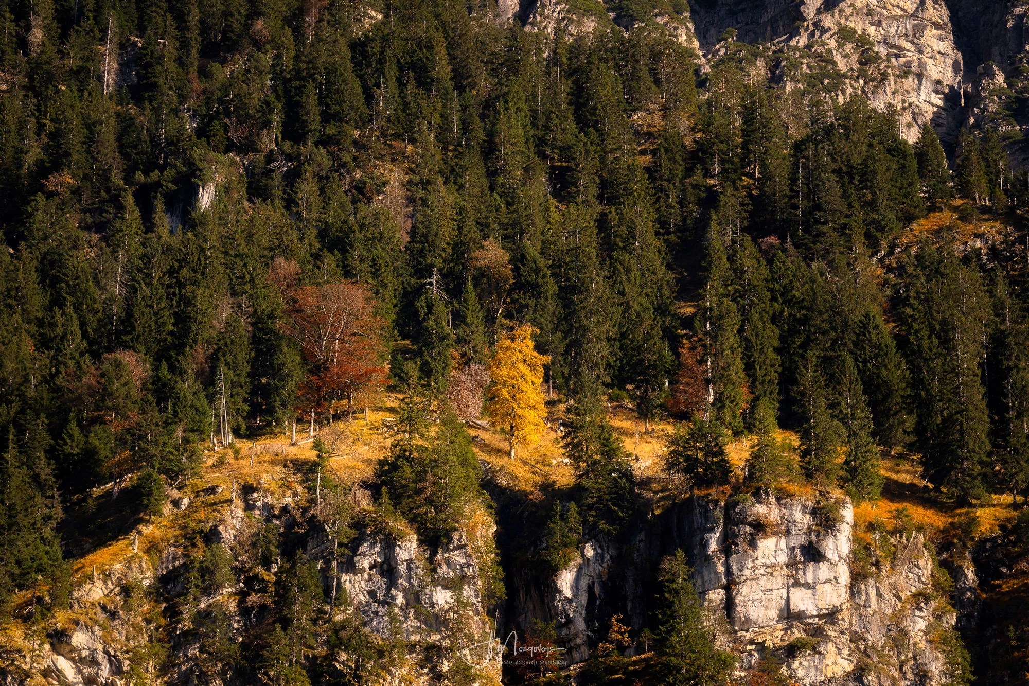 A lonely autumn tree