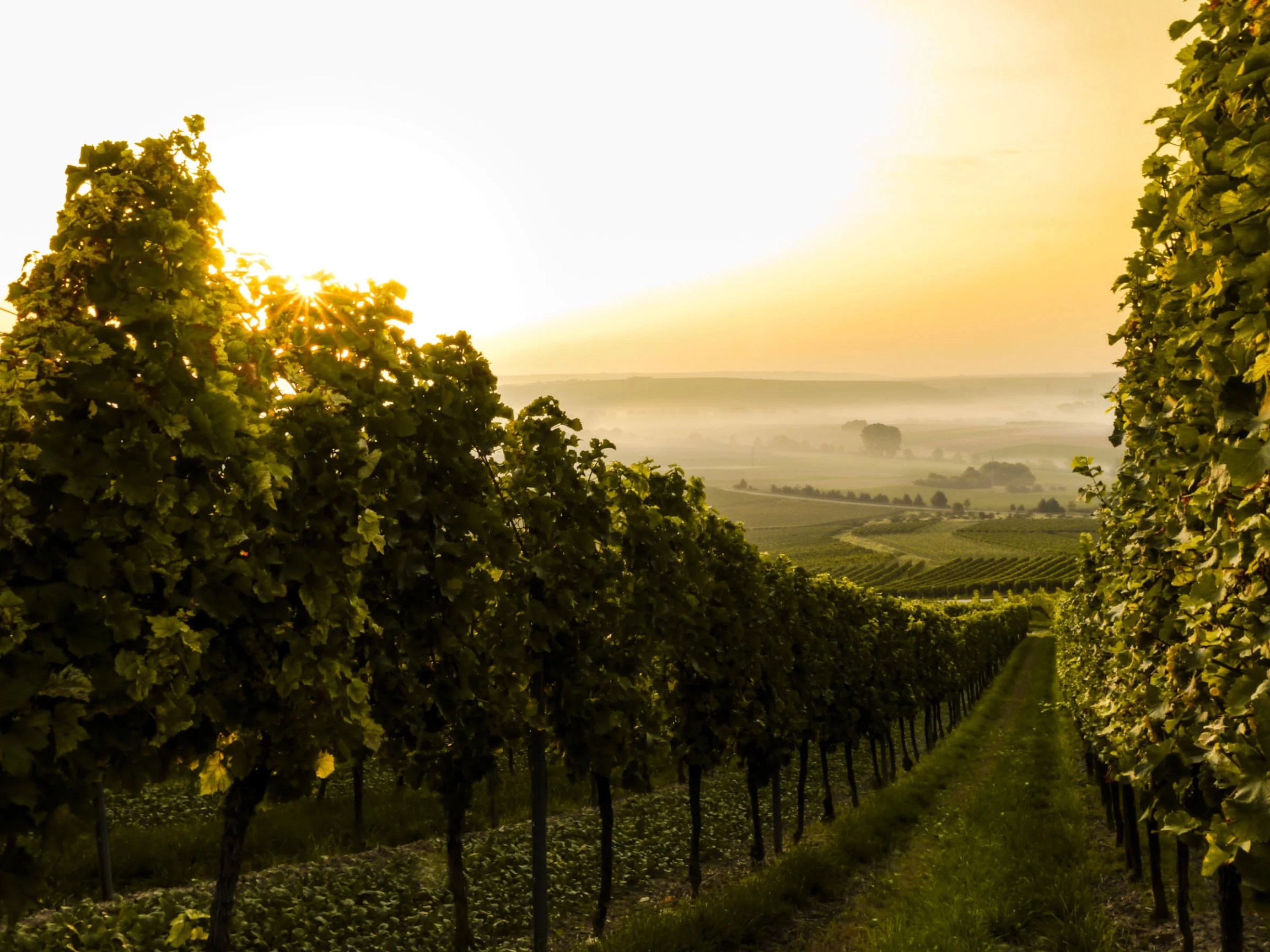 German wine landscapes are gorgeous